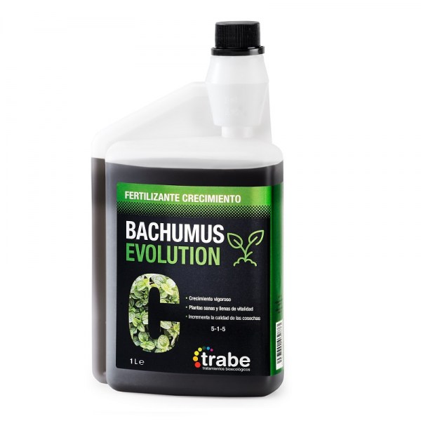 bachumus-evolution-C