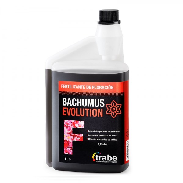 bachumus-evolution-F