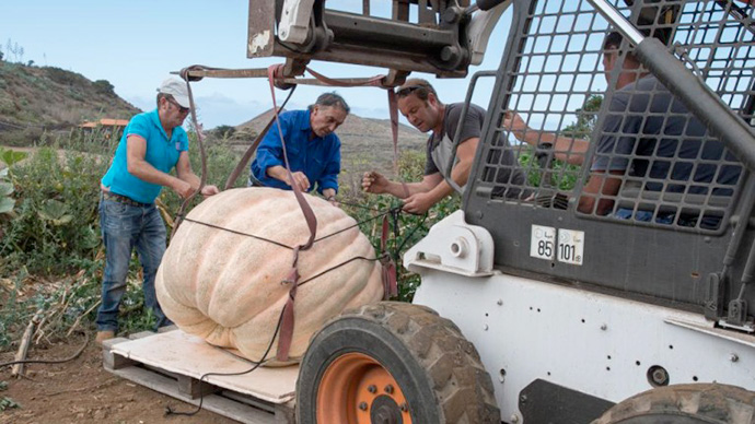 Calabaza Gigante