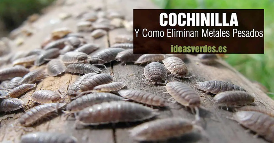 Cochinilla