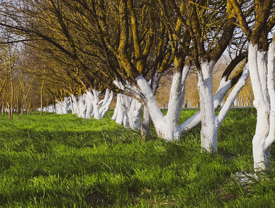 Encalado Arboles