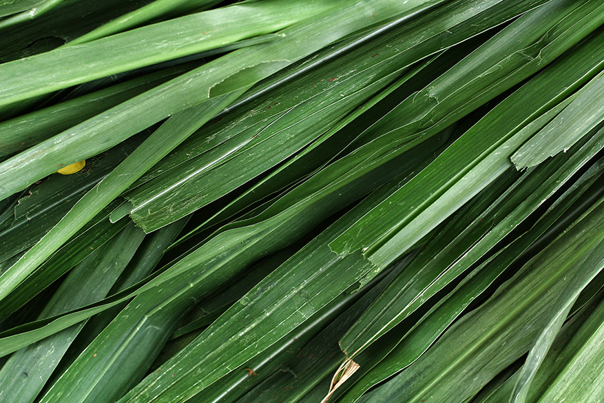 Vetiver Propiedades